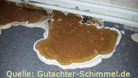 Befall mit einem Echten Hausschwamm (Serpula lacrymans) Quelle: Gutachter-schimmel.de